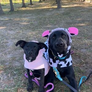 Cow Print and Pink Dog Costumes